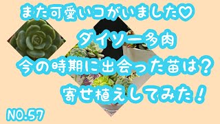 可愛い苗がありました♡［ダイソー］［多肉植物］［寄せ植え］