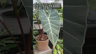 Summary of how to grow Alocasia