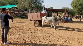 गोभग्त खेमजी देवासी नागोलड़ी मंदिर के भोपाजी ने गोसेवा करने के लिए चलाई बेलगाड़ी कितने समझदार है बेल