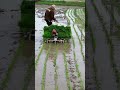 a machine for assisting transplanting rice seedlings