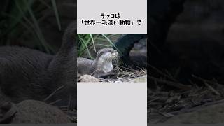 【世界一毛深い動物】ラッコに関するおもしろすぎる雑学 #雑学 #ラッコ #動物