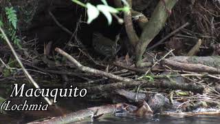 Macuquito (Lochmias nematura)