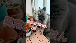 【家政婦猫は見た！】ニャルソックでにゃんパトロール #shorts