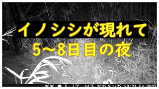 暗闇のイノシシ　箱罠に現れて　５－８日目の様子