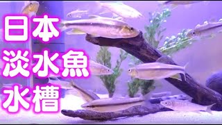 日本淡水魚水槽