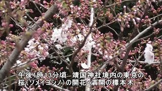 東京の桜　開花状況（谷中霊園、上野公園、不忍池、靖国神社、千鳥ケ淵）　2016年3月29日現在  flowering situation of cherry trees, Tokyo