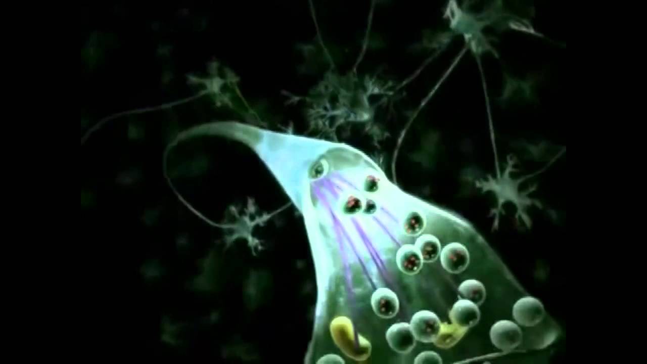 Neuroplasticity Documentary Youtube