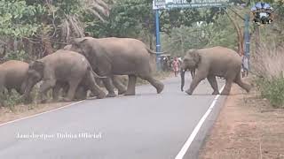 Chakulia / Local Video News || #newehathi_video(2023)hathi news