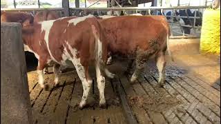 FV150421 Fleckvieh In Calf Heifers