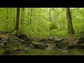 peaceful forest stream sounds for sleep u0026 relaxation 🌿💦 with bird sounds