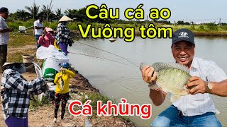 Câu cá vuông tôm giật sướng tay- toàn cá rô phi khủng.