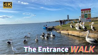 Walk The Entrance 4K Australia.The beauty of nature and the unique encounters with wild pelicans.