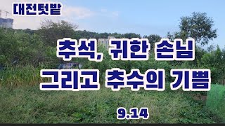 [대전텃밭-0914] 추석, 귀한 손님, 그리고 추수의 기쁨 / Chuseok, Honored Guests, and the Joy of Harvest