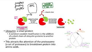 Cell cycle—Regulation by APC Wee1 Cdc25