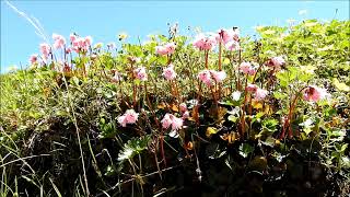 乗鞍の高山植物 2021 （畳平とお花畑の花）