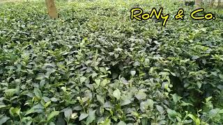 সমতলের চা বাগান - Beautiful Lalmonirhat