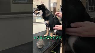 黒柴ちゃんをレイキングしたら・・・#shorts #shiba #黒柴 #grooming #トリミング