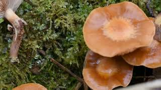 Kuehneromyces mutabilis or galerina marginata