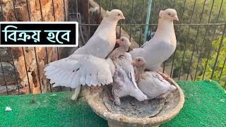 কম দামে বাচ্চা সহ তিন জোড়া কবুতর বিক্রি করা হবে 💝 Pigeon sell.