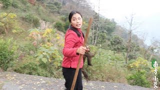 Deep mountain found a girl digging wild tree root stew