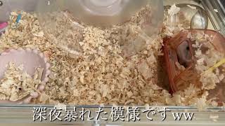 【はむはむぴゅーれ】食べるぞ！