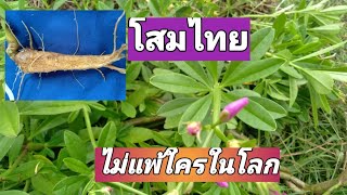 โสมไทย  ไม่แพ้  โสม ต่างชาติ