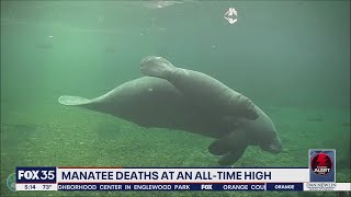 FWC says manatee deaths surpass annual record