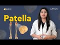 Patella | Bone Anatomy | Lower Limb | Skeletal System | V-Learning™