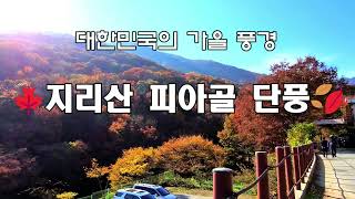 🌏대한민국의 가을풍경🍁 20.단풍의 성지_지리산 피아골단풍 [4K]🌺