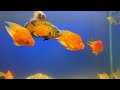 fighter fish community tank || AmbaZ AquariuM tank ||