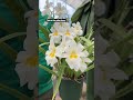 horticulturist justin k. highlights an orchid from the collection. orchids