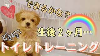 【はじめてのトイレトレーニング】頑張る子犬のマルプー トイプードル×マルチーズ