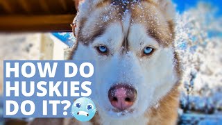 Do Huskies Get Cold? Surprising FACTS About Huskies