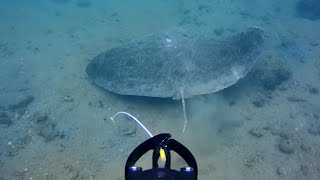 ID of this stingray please?