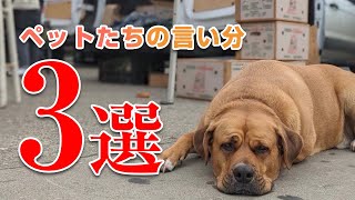 [アニマルコミュニケーション]動物通訳でペットたちからよく言われること3選【No.354】