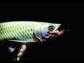 AROWANA #2 feeding time with frogs and small worms | The most satisfaction video