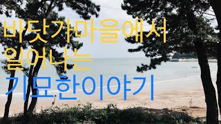 바닷가 마을에서 일어나는 기묘한이야기ㅣ귀촌? 귀향 ? 시골집 어쨌거나 5도 2촌