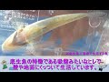 【今が旬 】秋のハゼ釣ってみた。【赤髪のとも】