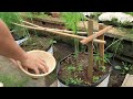 growing asparagus in bags for beginners harvest year round