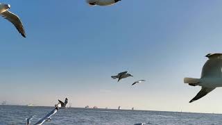 Seagulls at Gateway of India, Mumbai