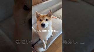 おねだり上手 #shorts #dog #shiba #柴犬 #犬