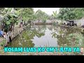 Gak percaya masa empang seluas gini hanya 1 juta‼️lanjut ngubek kolam ikan