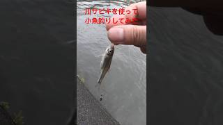 超簡単！！エサなしで釣れる！川で小物用サビキで小魚釣りしてみた！#shorts #fishing#小魚釣り  #神崎川 #エサ釣り