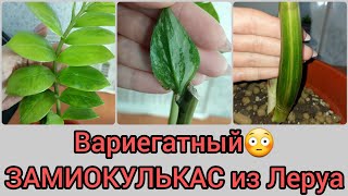 Вариегатный😳 #ЗАМИОКУЛЬКАС из #ЛеруаМерлен 🌿Заглянем в #корни🌿 #пересадка #обработка #грунт #горшок