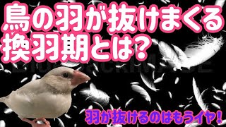 文鳥はどれくらい羽が抜けるのか！？　文鳥よもぎ　癒し動物　面白い動物　Java sparrow