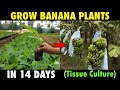 How To Grow Banana Plants In 14 Days (Tissue Culture Method)