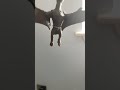 flight of the pteranodon