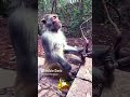 பயங்கரமான ஆளா இருக்கியே டா🤣🤣🤣 vadivelcomedy monkeyfunny funnyvideo