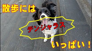 【犬とお出かけ】【ハイエースで車中泊】愛犬の安全は飼い主次第♪＾＾