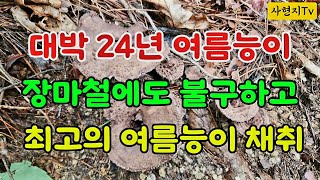 왕대박 24년 여름능이 버섯 2차 산행 장마철에 정말 최고의 여름능이버섯들을 채취했습니다#24 여름능이버섯#자연산버섯